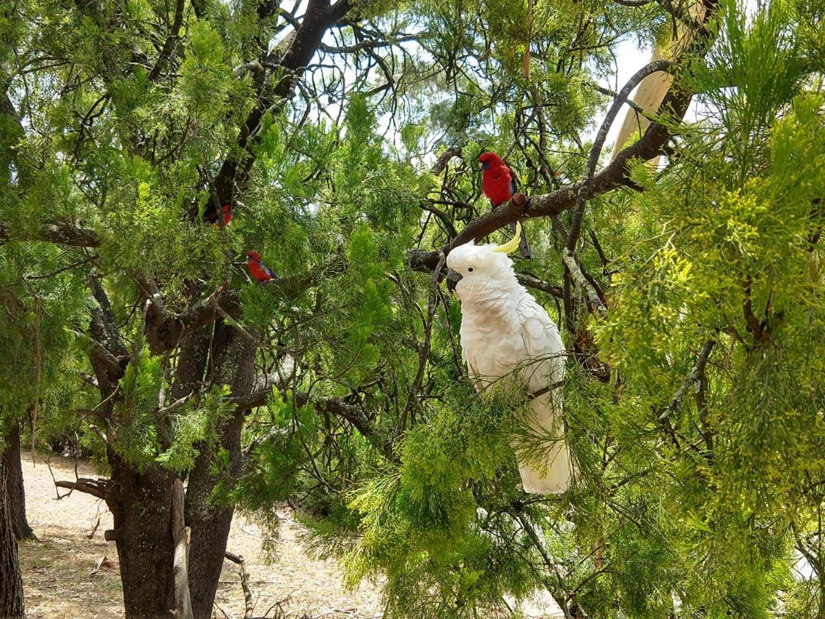 Cockatoo Cabin Halls Gap Buitenkant foto