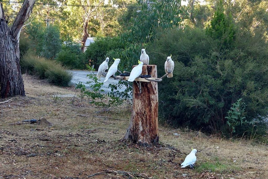 Cockatoo Cabin Halls Gap Buitenkant foto