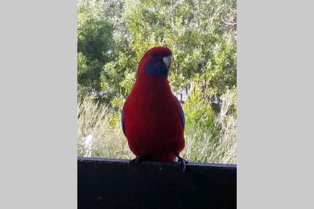 Cockatoo Cabin Halls Gap Buitenkant foto