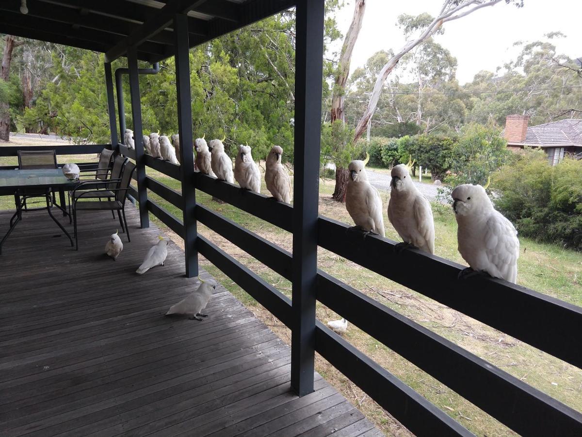 Cockatoo Cabin Halls Gap Buitenkant foto