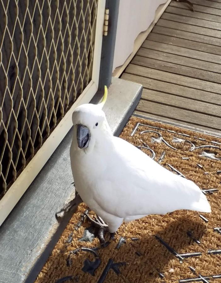 Cockatoo Cabin Halls Gap Buitenkant foto