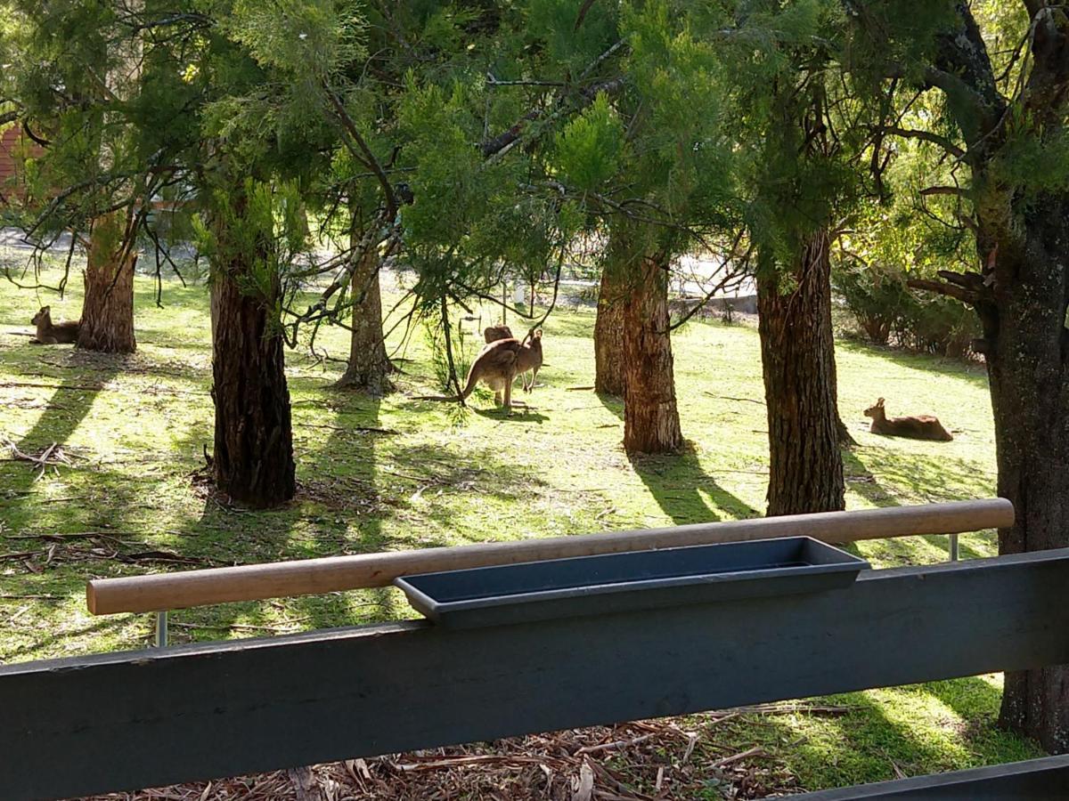 Cockatoo Cabin Halls Gap Buitenkant foto